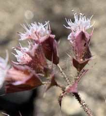 Sidotheca emarginata