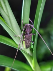 Acalolepta rusticatrix