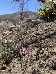 Sidotheca emarginata