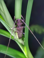 Acalolepta rusticatrix
