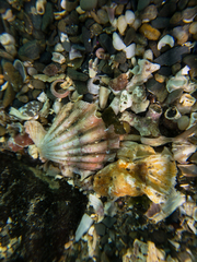 Pecten jacobaeus