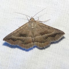 Lesmone griseipennis