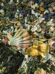 Pecten jacobaeus