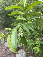 Vallesia
