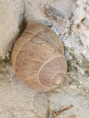 Cornu aspersum
