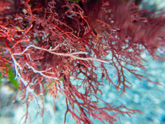 Sphaerococcus coronopifolius