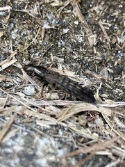 Ocypus aeneocephalus