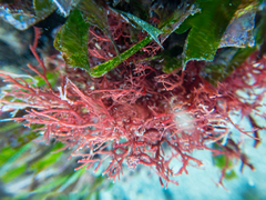 Sphaerococcus coronopifolius