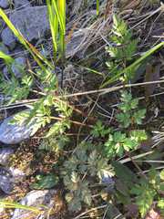 Conioselinum gmelinii