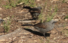 Struthidea cinerea cinerea