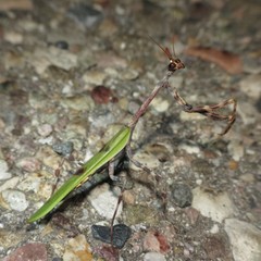 Pseudovates arizonae