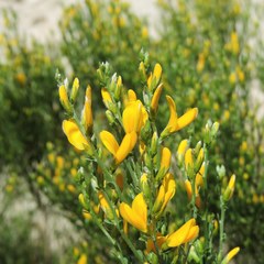Genista jimenezii
