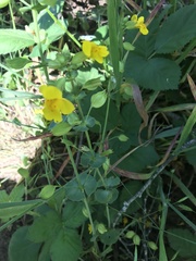 Erythranthe glaucescens