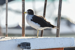 Larus belcheri