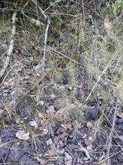 Deschampsia elongata