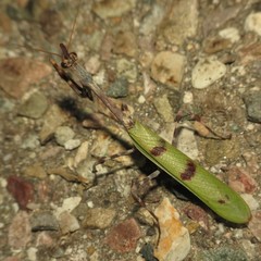 Pseudovates arizonae