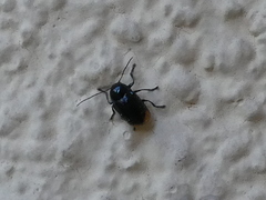 Cryptocephalus biguttatus