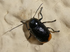 Cryptocephalus biguttatus