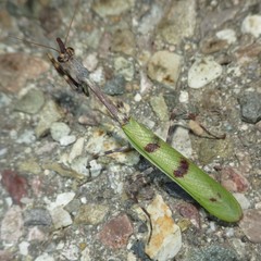 Pseudovates arizonae