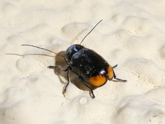 Cryptocephalus biguttatus