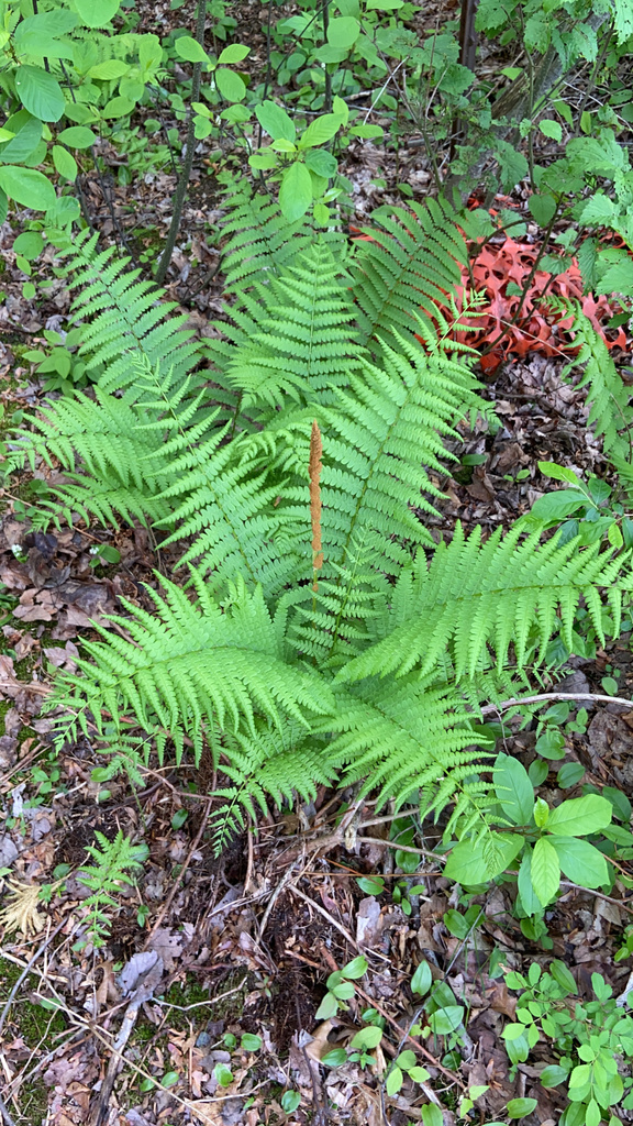 cinnamon fern from Lancaster Dr, Windsor, CT, US on May 20, 2022 at 03