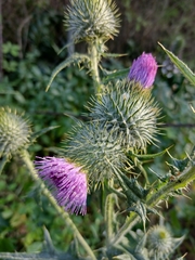 Cirsium vulgare