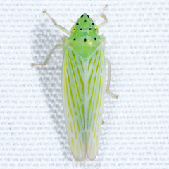 Pagaronia tredecimpunctata