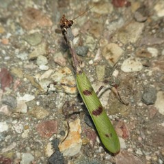 Pseudovates arizonae
