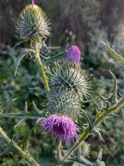 Cirsium vulgare