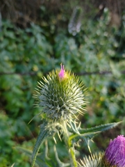 Cirsium vulgare