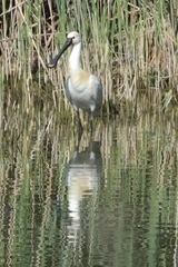 Platalea leucorodia