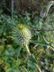 Cirsium vulgare