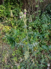 Cirsium vulgare