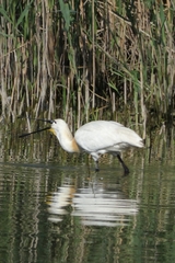 Platalea leucorodia