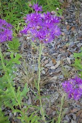 Vernonia texana