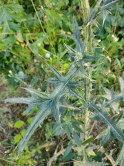 Cirsium vulgare