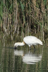 Platalea leucorodia