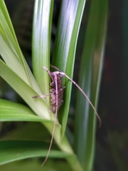 Acalolepta rusticatrix