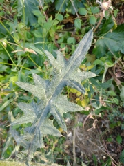 Cirsium vulgare