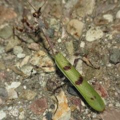 Pseudovates arizonae