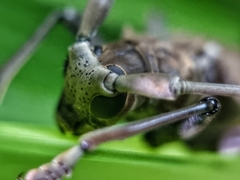 Acalolepta rusticatrix