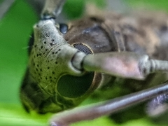 Acalolepta rusticatrix