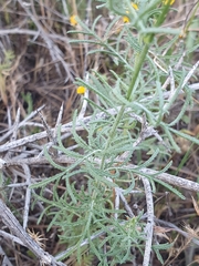 Crupina crupinastrum
