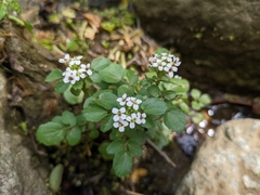 Nasturtium microphyllum