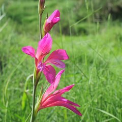 Gladiolus communis