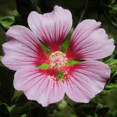 Malva lusitanica