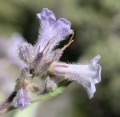 Eriodictyon trichocalyx lanatum