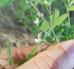 Acmispon americanus americanus