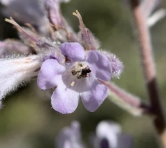 Eriodictyon trichocalyx lanatum