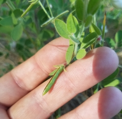 Acmispon americanus americanus